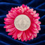 Rose Bloom Silver Coin, 10gm